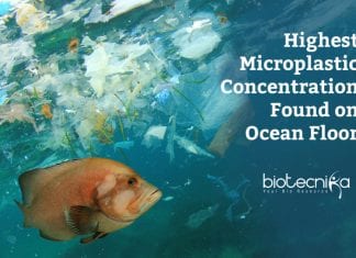 Highest Microplastic Concentration Found Deep Down On Ocean Floor High microplastic concentration found on ocean floor