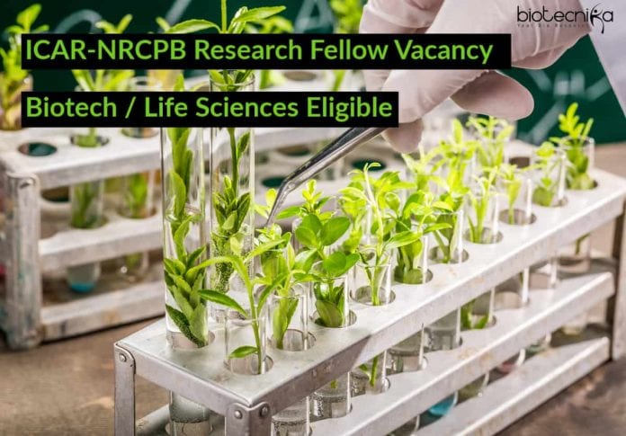 ICAR-NRCPB Research Fellow Vacancy