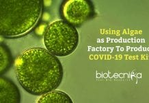 Researchers Use Algae To Produce Serological COVID-19 Test Kits Making COVID19 Test Kits Using Algae