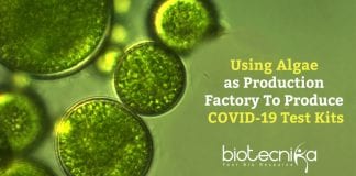 Making COVID19 Test Kits Using Algae