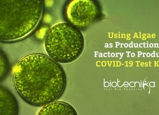 Researchers Use Algae To Produce Serological COVID-19 Test Kits Making COVID19 Test Kits Using Algae