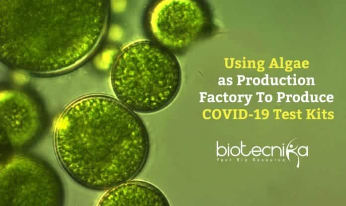 Making COVID19 Test Kits Using Algae