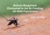 Malaria Mosquitoes Eliminated in Lab By Imperial College London Scientists Malaria Mosquitoes Eliminated in Lab