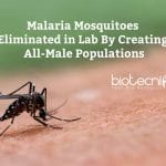 Malaria Mosquitoes Eliminated in Lab