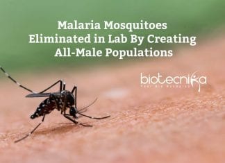 Malaria Mosquitoes Eliminated in Lab By Imperial College London Scientists Malaria Mosquitoes Eliminated in Lab