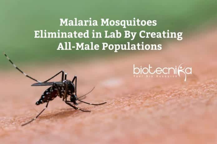 Malaria Mosquitoes Eliminated in Lab