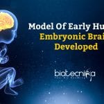 Model Of Early Human Embryonic Brain Developed Model of Early Embryonic Brain