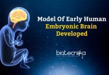 Model Of Early Human Embryonic Brain Developed Model of Early Embryonic Brain