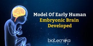 Model of Early Embryonic Brain
