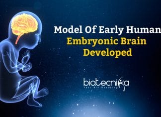 Model of Early Embryonic Brain