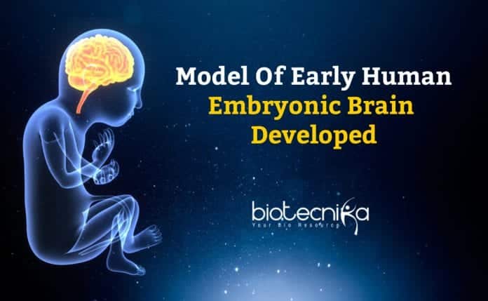 Model of Early Embryonic Brain