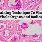 New Staining Technique To Visualize Whole Organs & Bodies New Whole-Organ/Body Staining Technique