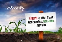 CRISPR Plants : Non-GMO CRISPR Method To Plant Alter Genome Non-GMO CRISPR Method