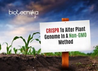 CRISPR Plants : Non-GMO CRISPR Method To Plant Alter Genome Non-GMO CRISPR Method
