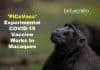 ‘PiCoVacc’ – Experimental Coronavirus Vaccine Works In Macaques As Virus Adapts To Populations PiCoVacc - Experimental coronavirus vaccine