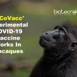 ‘PiCoVacc’ – Experimental Coronavirus Vaccine Works In Macaques As Virus Adapts To Populations PiCoVacc - Experimental coronavirus vaccine
