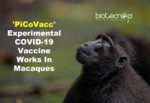 ‘PiCoVacc’ – Experimental Coronavirus Vaccine Works In Macaques As Virus Adapts To Populations PiCoVacc - Experimental coronavirus vaccine