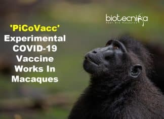 ‘PiCoVacc’ – Experimental Coronavirus Vaccine Works In Macaques As Virus Adapts To Populations PiCoVacc - Experimental coronavirus vaccine