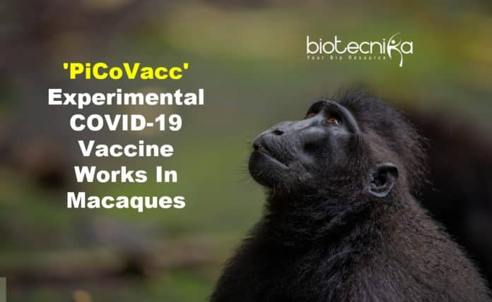 PiCoVacc - Experimental coronavirus vaccine