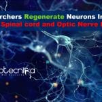 Researchers Regenerate Neurons In Mice With Spinal Cord & Optic Nerve Injury Researchers regenerate neurons in mice