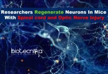 Researchers Regenerate Neurons In Mice With Spinal Cord & Optic Nerve Injury Researchers regenerate neurons in mice