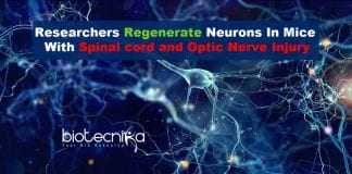 Researchers regenerate neurons in mice