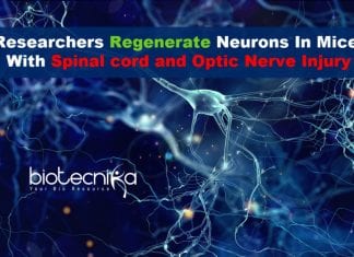 Researchers Regenerate Neurons In Mice With Spinal Cord & Optic Nerve Injury Researchers regenerate neurons in mice