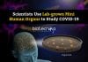 Scientists Use Lab-grown Mini Human Organs, Organoids To Study COVID-19 Studying COVID19 Using Organoids