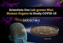 Studying COVID19 Using Organoids