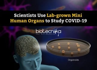 Scientists Use Lab-grown Mini Human Organs, Organoids To Study COVID-19 Studying COVID19 Using Organoids