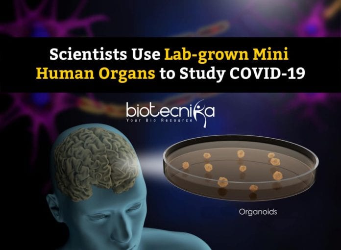 Studying COVID19 Using Organoids