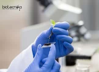 Syngene Assay Biologist Job