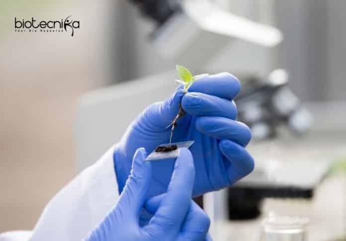 Syngene Assay Biologist Job