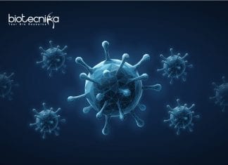 Syngene Viral Testing Dept. Research Associate Job Opening Syngene Latest Cell Culture