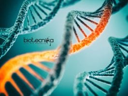 Syngene Molecular Biology Research Associate Job Syngene Molecular Biology Research