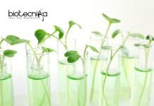 DBT Project Biotech / Biochem / Bioinformatics SRF at TNAU TNAU SRF Jobs