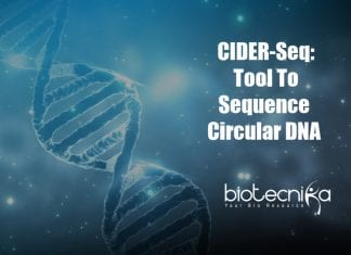 CIDER-Seq : A Tool To Sequence Circular DNA CIDER-Seq To Sequence Circular DNA