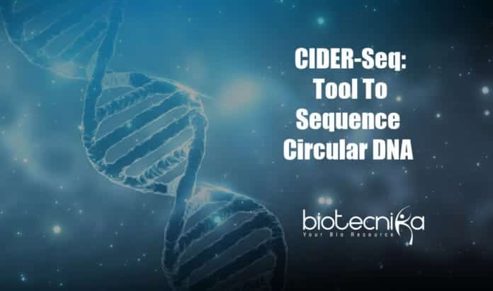 CIDER-Seq To Sequence Circular DNA
