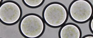 Researchers develop artificial chloroplast