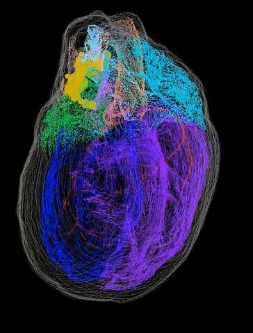 First 3D map of heart's neurons
