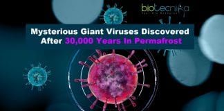 mysterious giant viruses