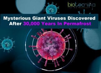 Mysterious Giant Viruses Discovered After 30,000 Years In Permafrost mysterious giant viruses
