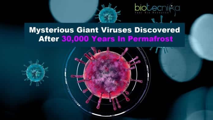 mysterious giant viruses