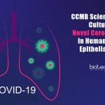 culturing coronavirus in lung epithelial