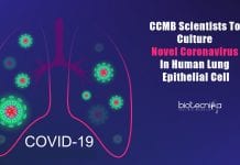 culturing coronavirus in lung epithelial