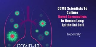 culturing coronavirus in lung epithelial