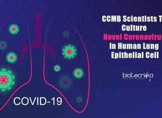 CCMB Scientists To Culture Novel Coronavirus In Human Lung Epithelial Cell culturing coronavirus in lung epithelial