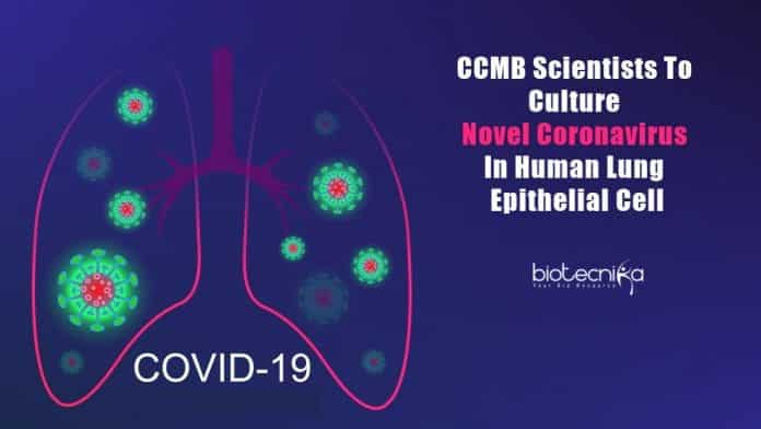culturing coronavirus in lung epithelial