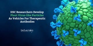 Plant VLPs as vehicles for antibodies