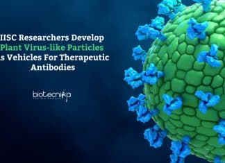 IISC Researchers Develop Plant Virus-like Particles As Vehicles For Therapeutic Antibodies Plant VLPs as vehicles for antibodies
